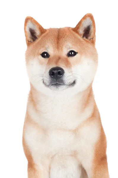 Shiba inu hond — Stockfoto