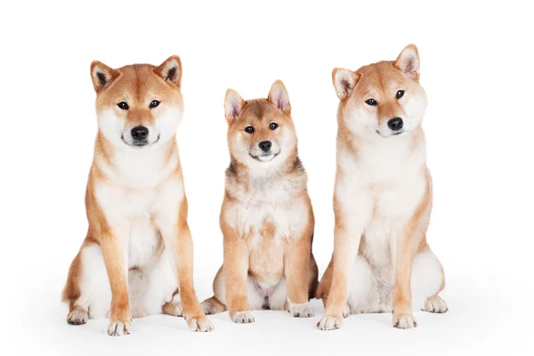 Shiba inu cão — Fotografia de Stock