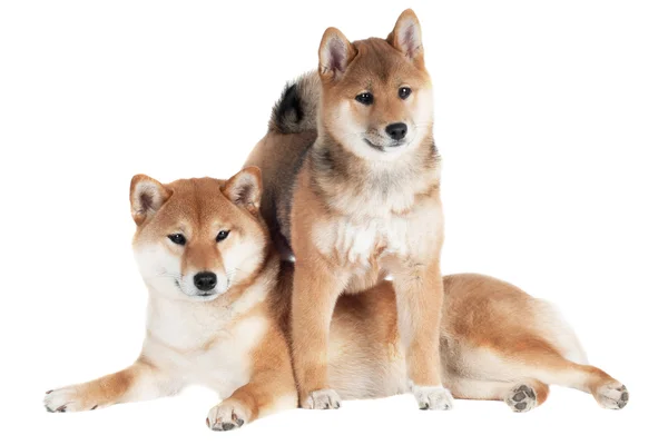 Shiba inu hond — Stockfoto