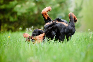 Rottweiler köpek açık havada