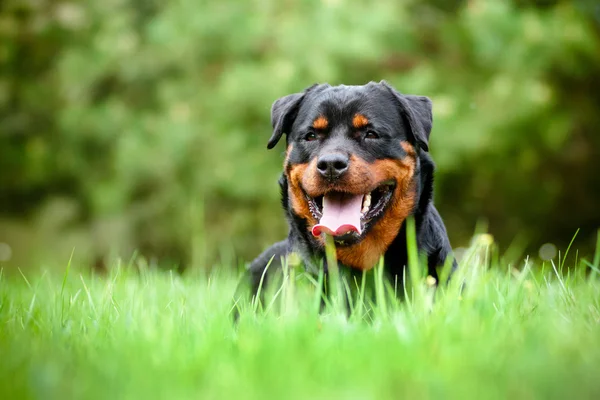 Rottweiler perro al aire libre —  Fotos de Stock