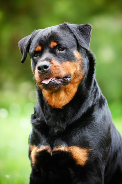 Собака ротвейлер на відкритому повітрі — стокове фото