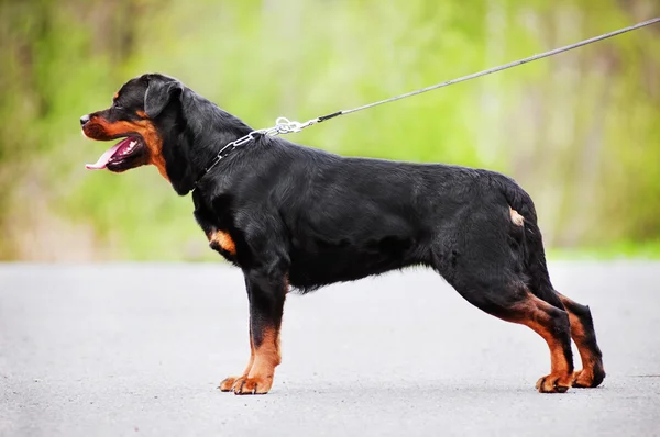 Rottweiler köpek açık havada — Stok fotoğraf