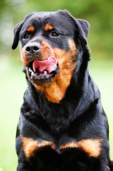 Rottweiler chien à l'extérieur — Photo