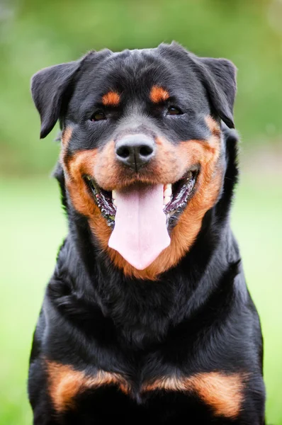Собака ротвейлер на відкритому повітрі — стокове фото