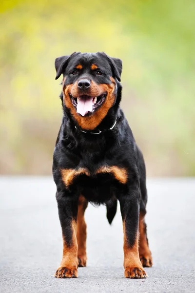 Rottweiler perro al aire libre —  Fotos de Stock