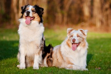 iki Avustralyalı çoban köpekleri açık havada