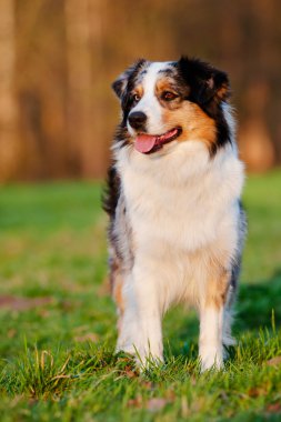 Avustralya çoban köpeği açık havada