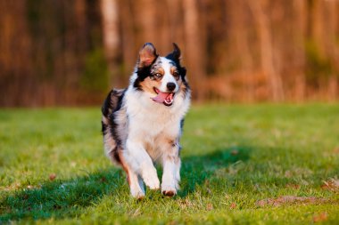 Avustralya çoban köpeği açık havada