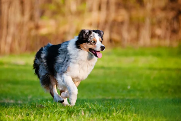Australian Shepherd perro corriendo al aire libre — Foto de Stock