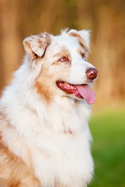 Retrato de perro pastor australiano —  Fotos de Stock