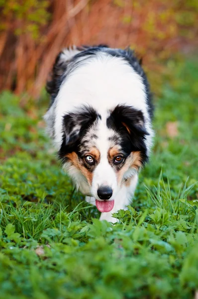 Australian shepherd dog outdoors — Stock Photo, Image