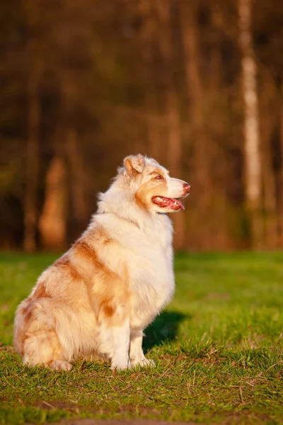 Australian Shepherd cão ao ar livre — Fotografia de Stock