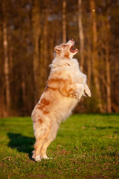 Australischer Schäferhund springt auf — Stockfoto