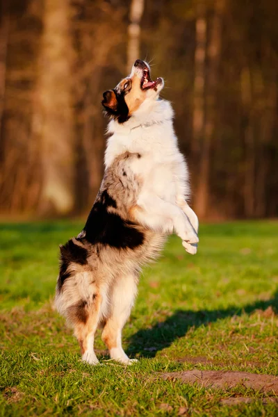 オーストラリアン シェパードの犬をジャンプ — ストック写真