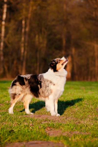 Avustralya çoban köpeği açık havada — Stok fotoğraf