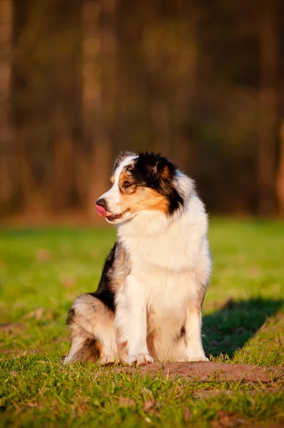 Pastor australiano perro al aire libre —  Fotos de Stock