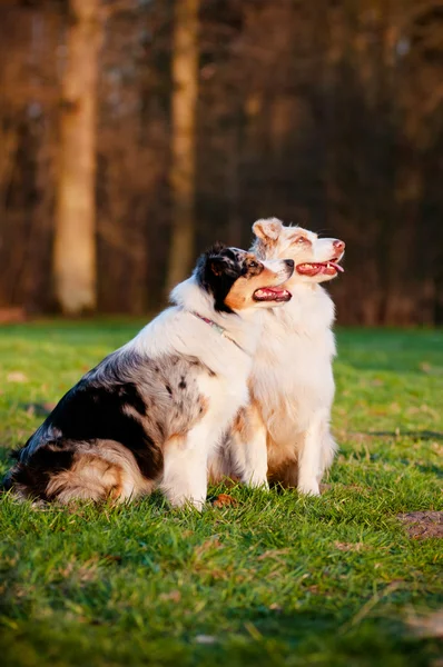 Två australian shepherd hundar utomhus — Stockfoto