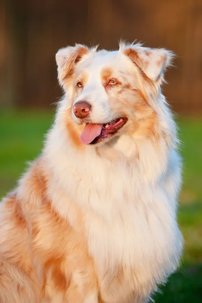 Australian shepherd dog outdoors — Stock Photo, Image