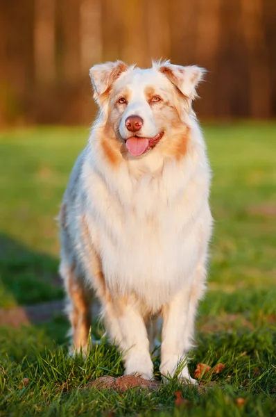 Australian shepherd dog outdoors — Stock Photo, Image