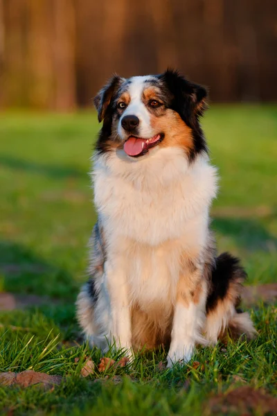 Australiska Shepherd hund utomhus — Stockfoto