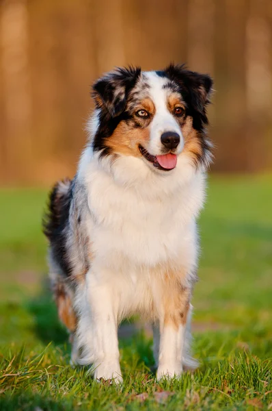 Australian Shepherd cão ao ar livre — Fotografia de Stock