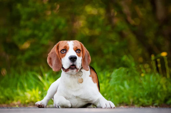 Schattig beagle hond portret buitenshuis — Stockfoto