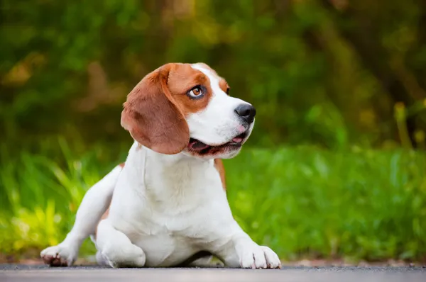 Bedårande beagle hund porträtt utomhus — Stockfoto