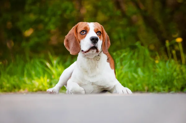 Adorabile beagle cane ritratto all'aperto — Foto Stock