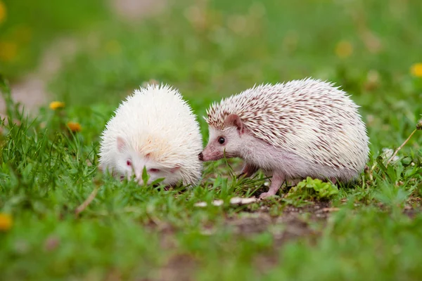 2 つのアフリカのハリネズミ アウトドア — ストック写真