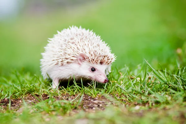 Adorable erizo africano al aire libre — Foto de Stock