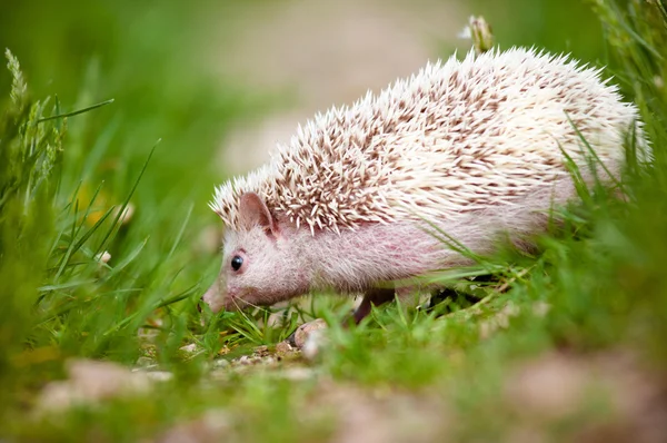 Adorable african hedgehog outdoors — Stock Photo, Image