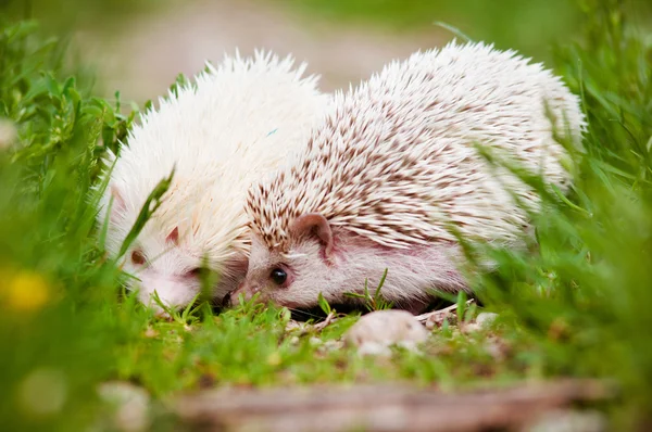 Two african hedgehogs outside — Stock Photo, Image