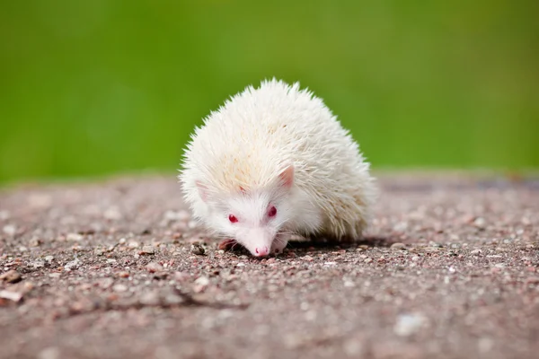 Adorable african hedgehog outdoors — Stock Photo, Image