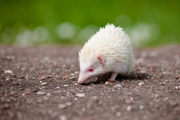 Adorable african hedgehog outdoors — Stock Photo, Image