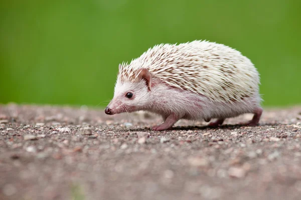 Entzückender afrikanischer Igel im Freien — Stockfoto