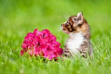 Adorable tabby kitten outdoors