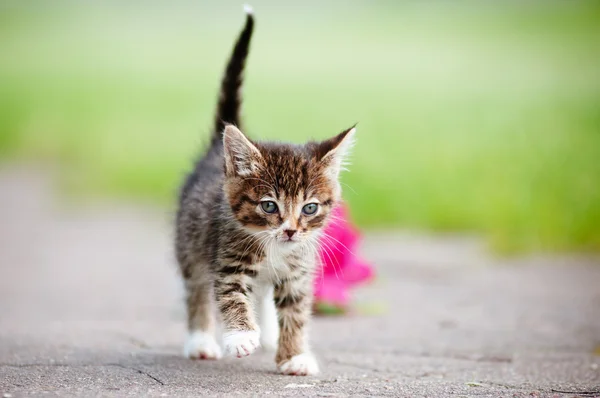 Adorable tabby kitten outdoors — Stok fotoğraf