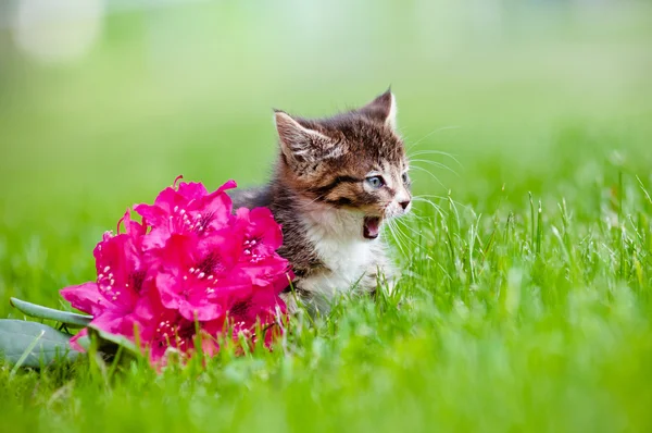 Adorável tabby gatinho ao ar livre — Fotografia de Stock