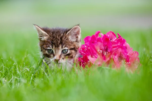 Adorável tabby gatinho ao ar livre — Fotografia de Stock