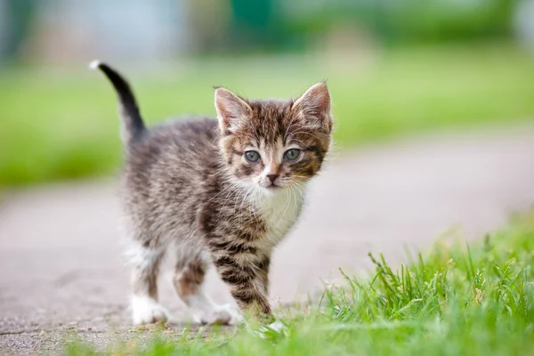 Adorable tabby kitten outdoors — Stock Photo, Image