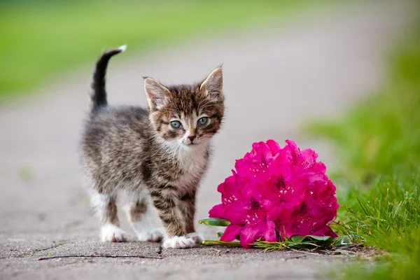 Adorable tabby kitten outdoors — Stock Photo, Image