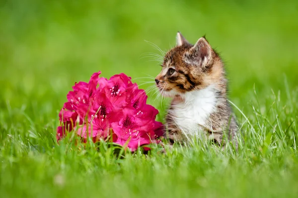 Adorable tabby kitten outdoors — Stock Photo, Image