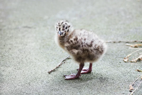 シーガル赤ちゃん — ストック写真