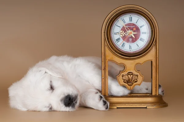 Adorable cachorro golden retriever durmiendo — Foto de Stock