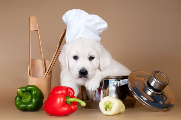Adorable golden retriever cachorro cocinero — Foto de Stock