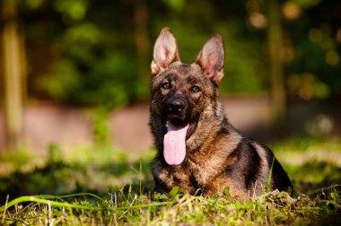 açık havada güzel Alman çoban köpeği