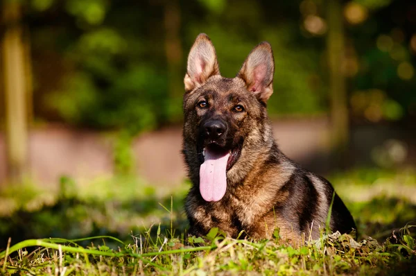 Beautiful german shepherd dog outdoors — Stock Photo, Image