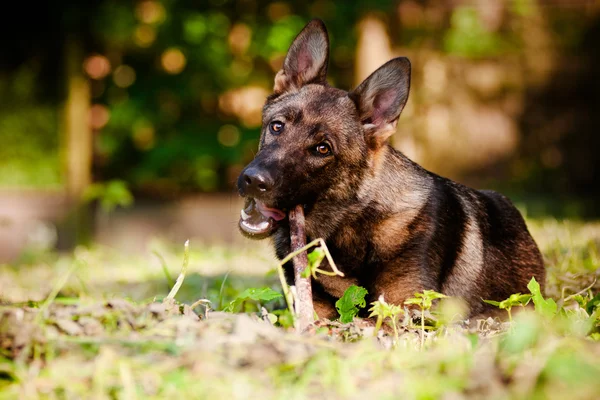 Açık havada güzel Alman çoban köpeği — Stok fotoğraf