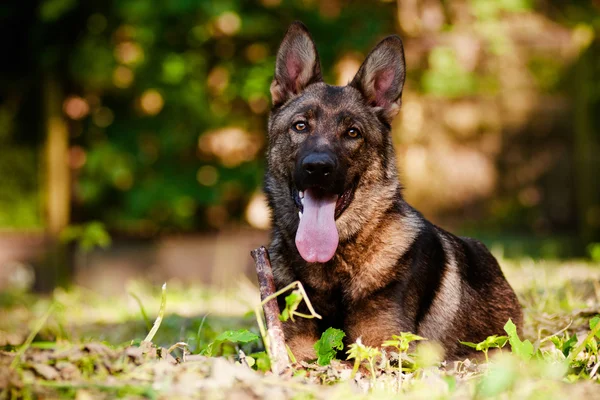 Bellissimo cane pastore tedesco all'aperto — Foto Stock